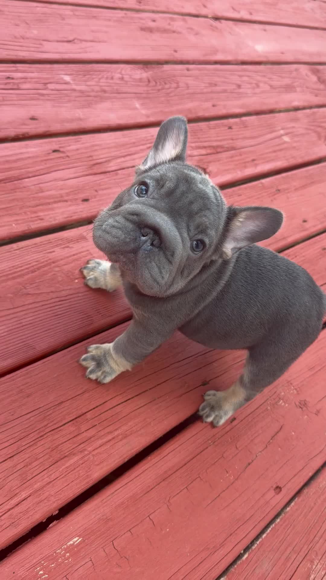 French Bulldog dogs for sale: Harvey Dent - Video 2