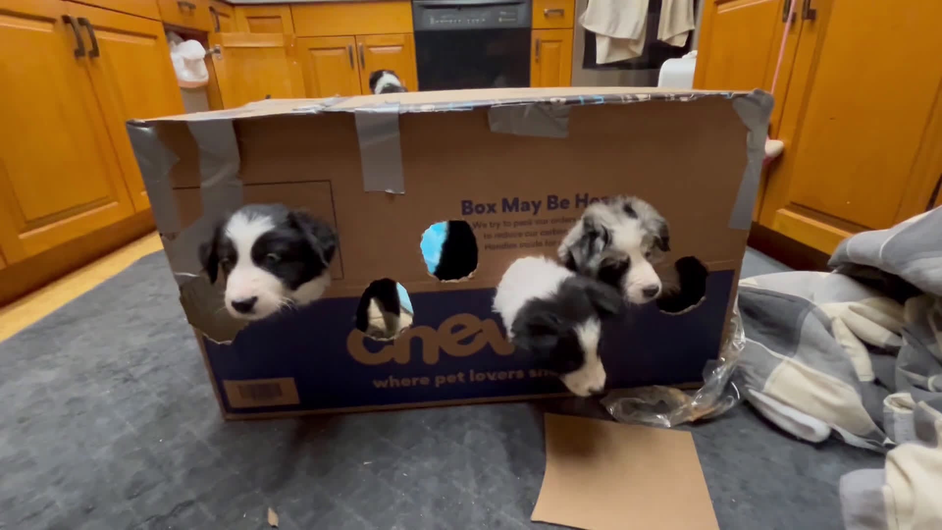 Border Collie dogs for sale: Remy - Video 1