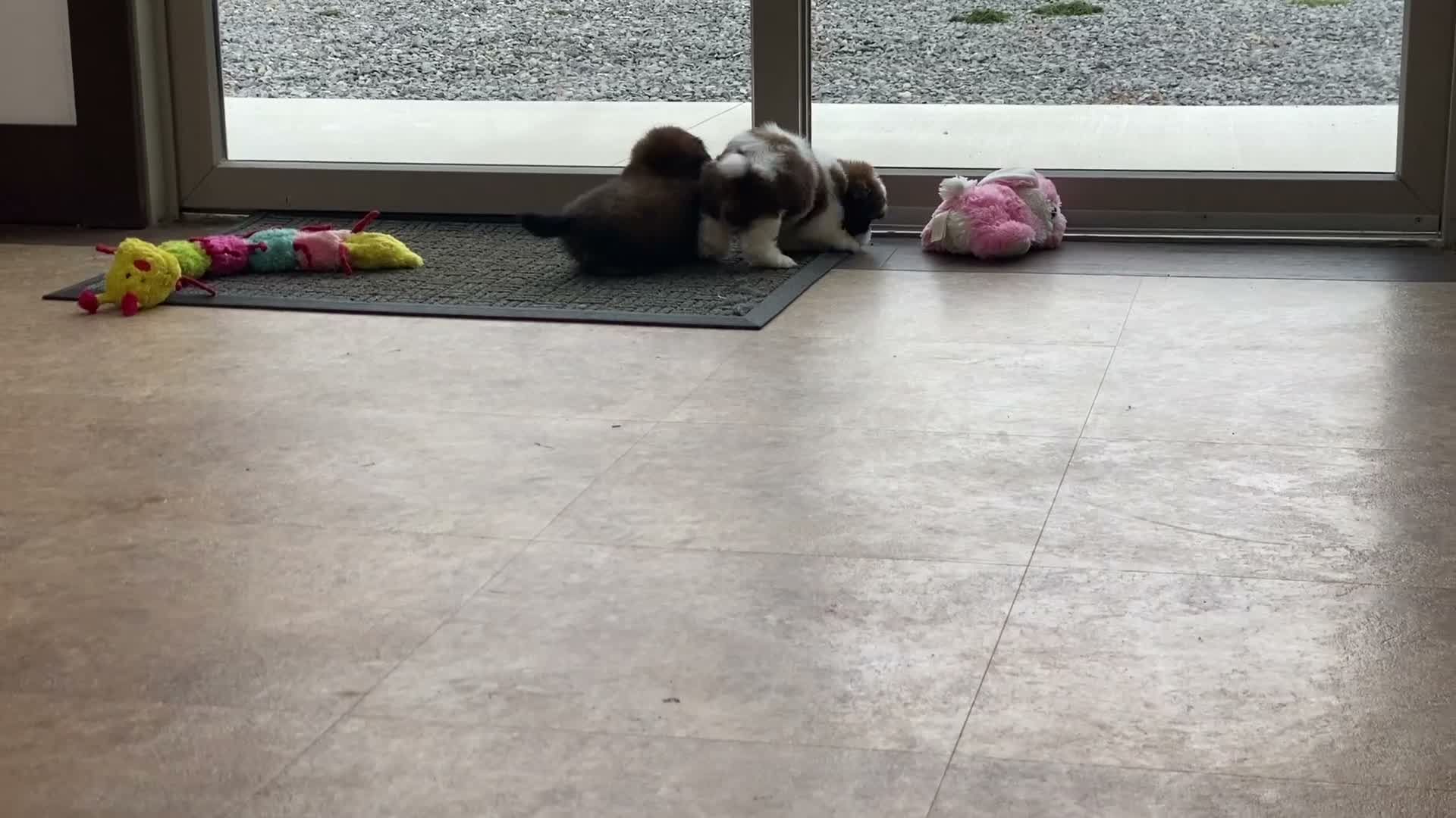 Shih Tzu dogs for sale: Lena - Video 4