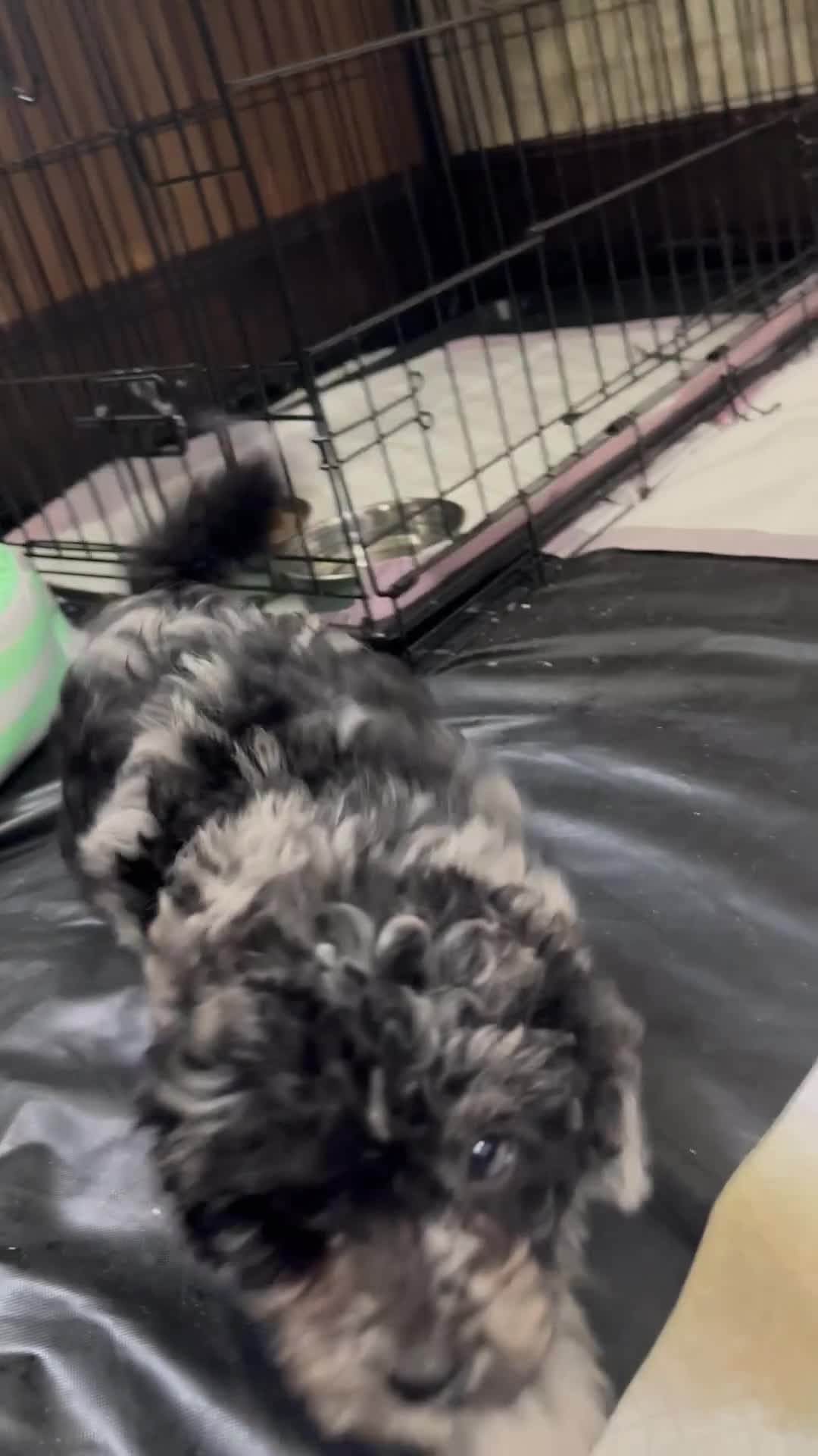 Shihpoo dogs for sale: Cleo - Video 1