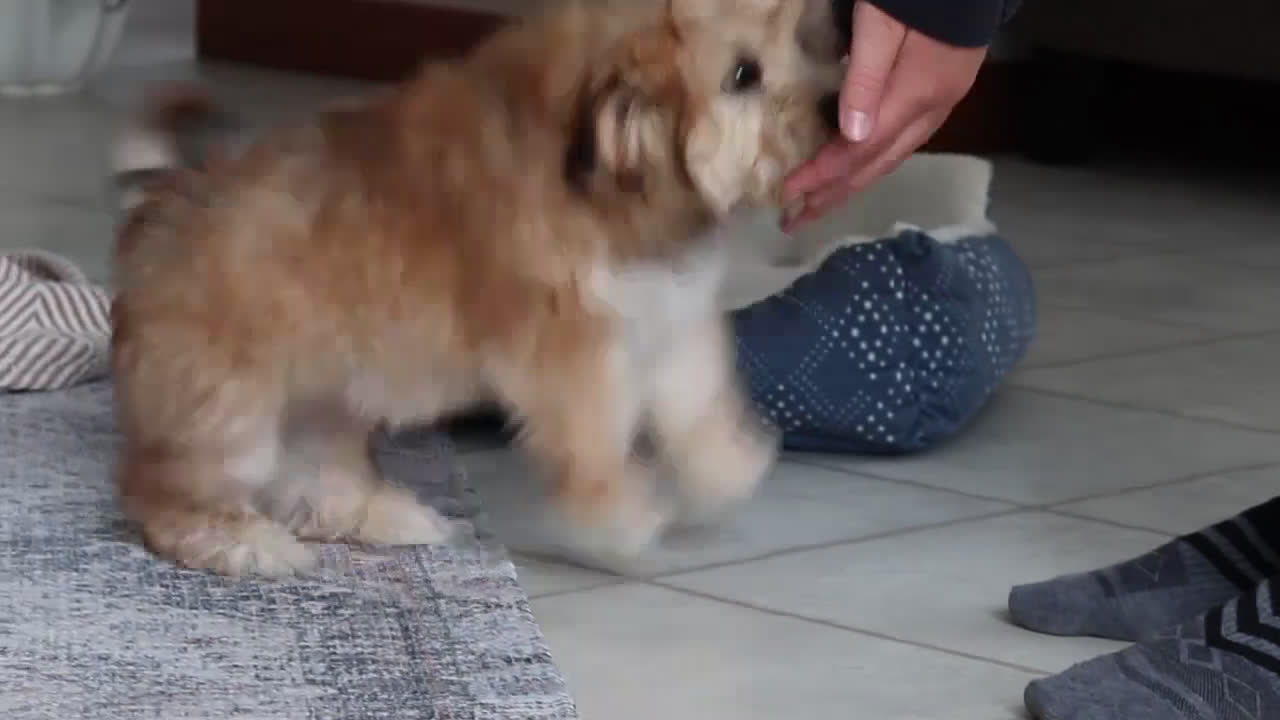 Morkie dogs for sale: Sarah - Video 1