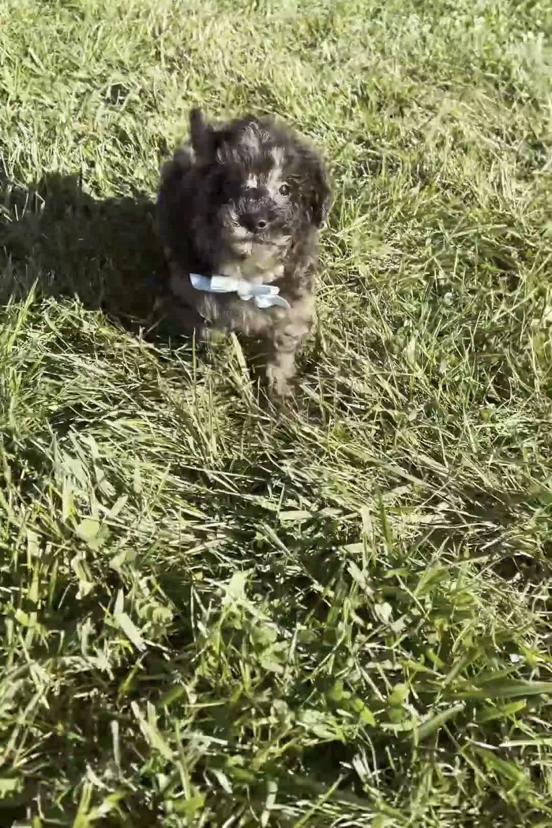 Toy Poodle dogs for sale: Mattie  - Video 1