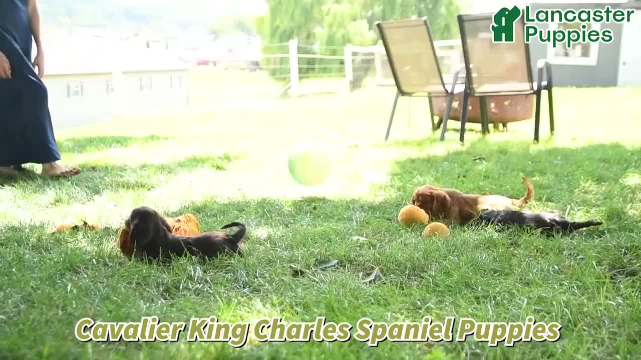 Cavalier King Charles Spaniel dogs for sale: Captain - Video 1