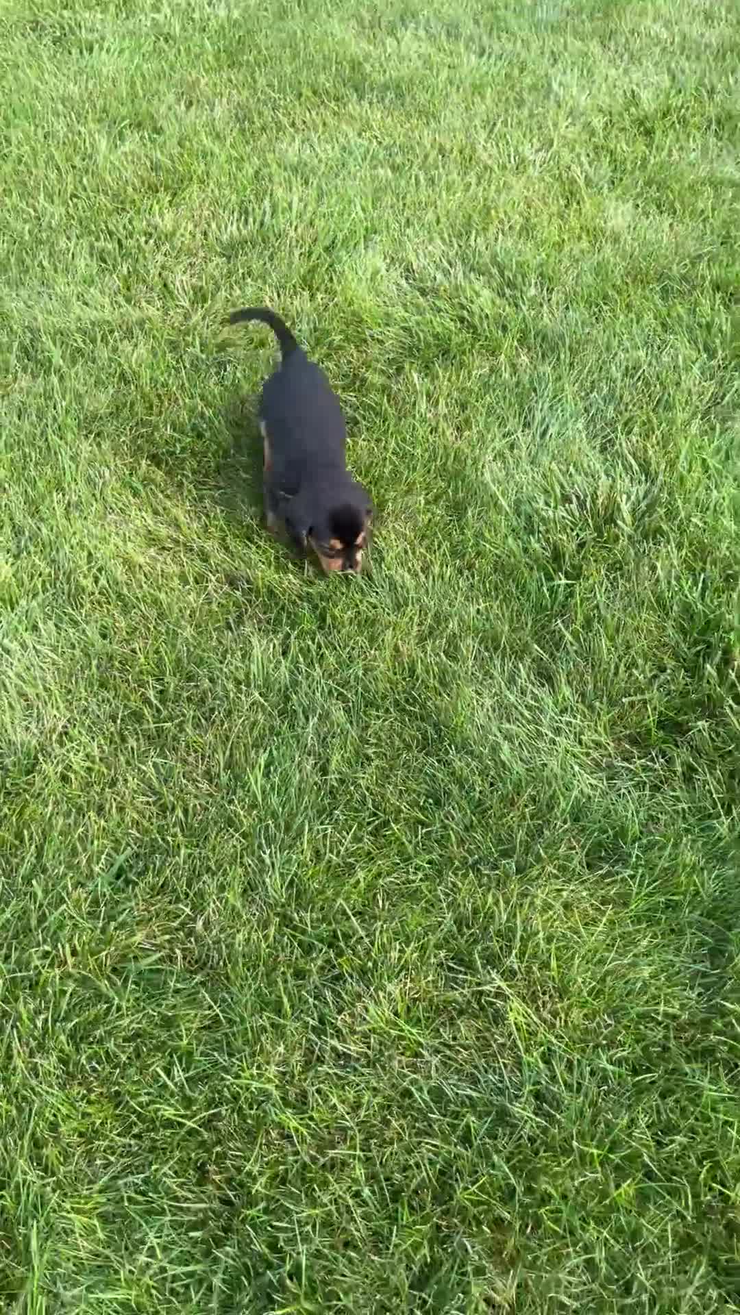 Beaglier dogs for sale: Falcon - Video 1
