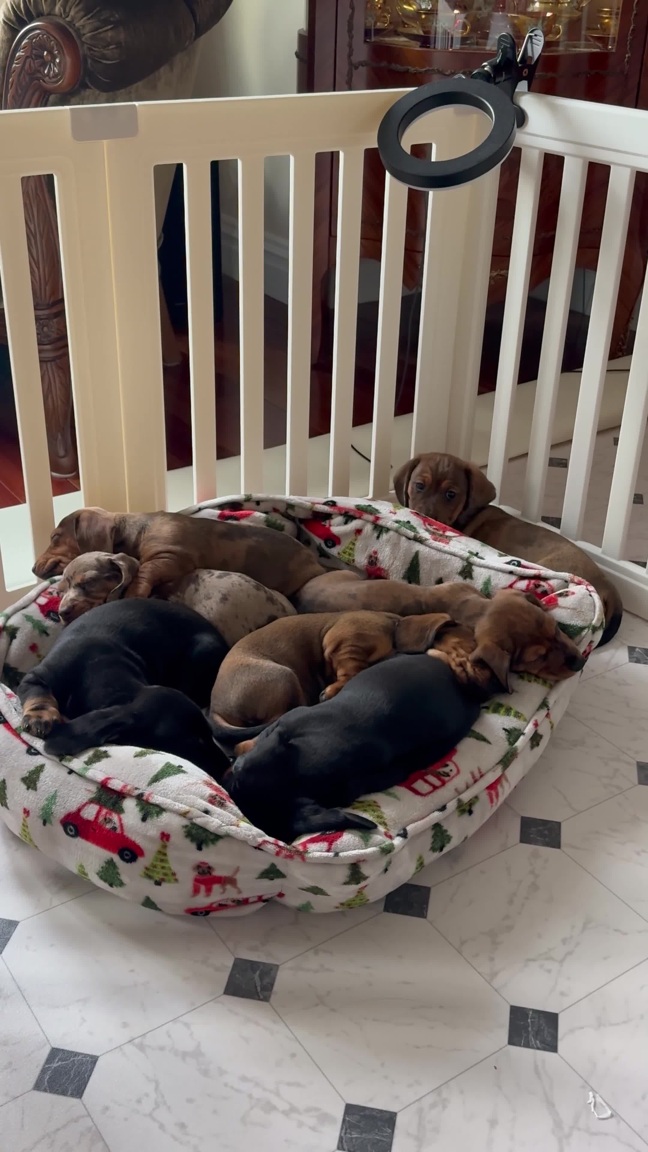 Miniature Dachshund dogs for sale: Betty - Video 1