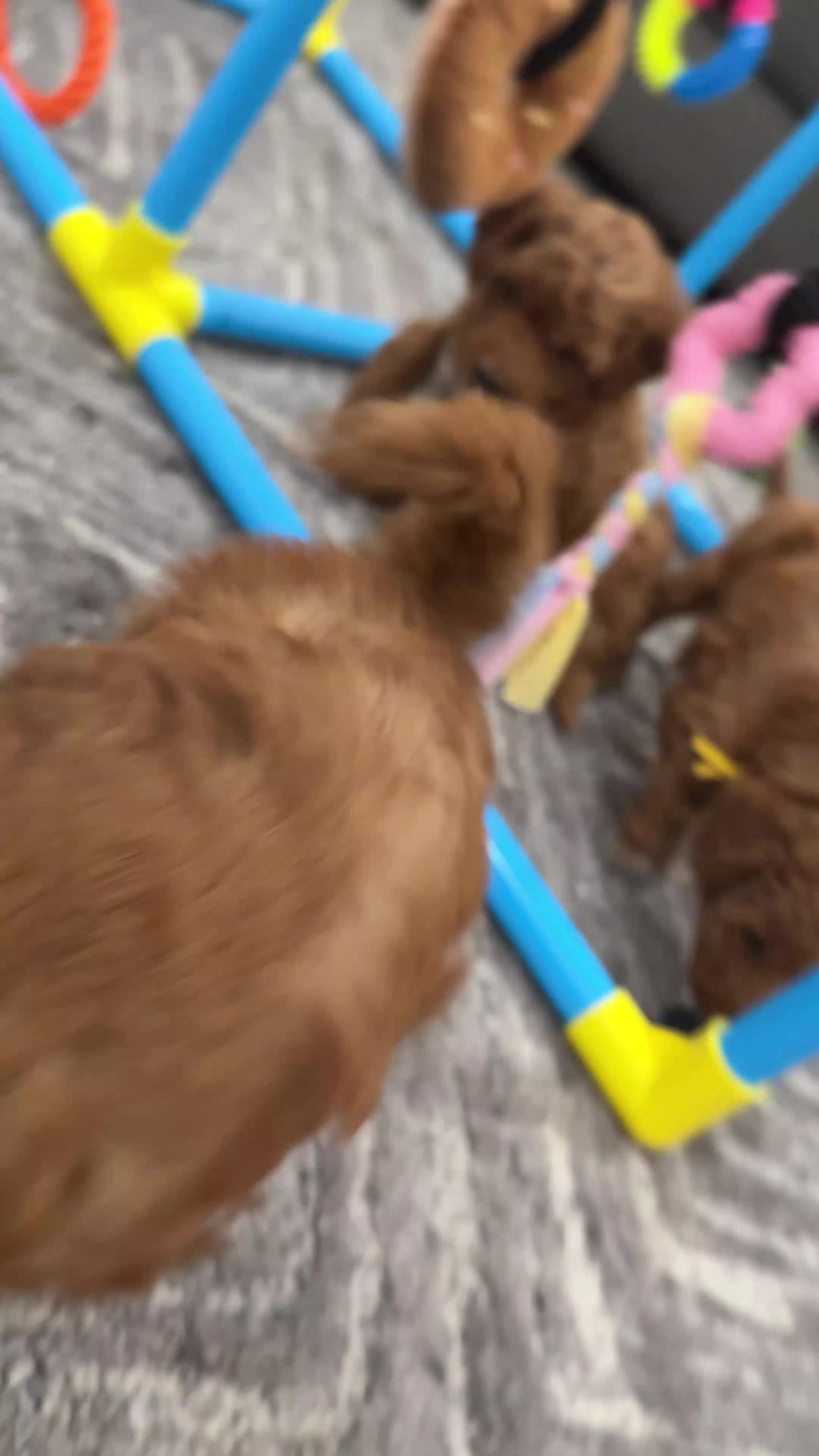 Mini Goldendoodle dogs for sale: Tiramisu - Video 3