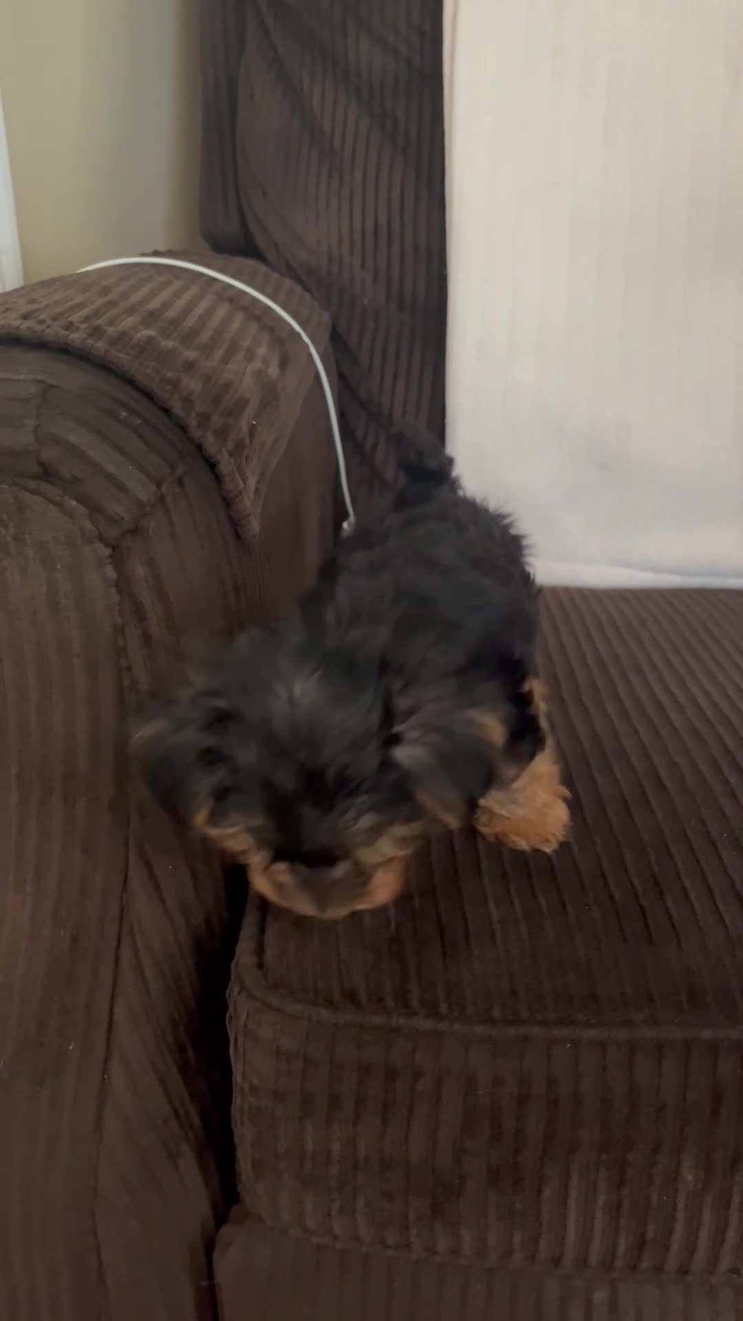 Yorkshire Terrier dogs for sale: Boy yorkie ckc - Video 1