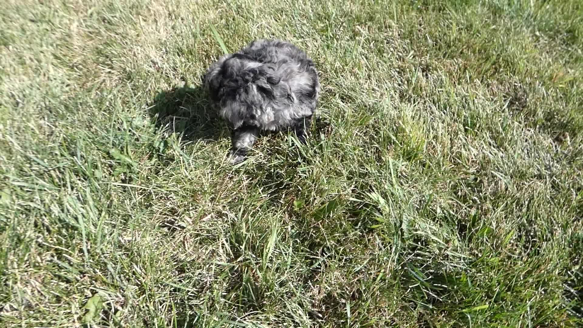 Toy Poodle dogs for sale: Toy Poodle 5 Mocha - Video 1