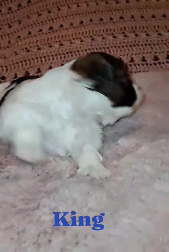 Shih Tzu dogs for sale: King  - Video 1