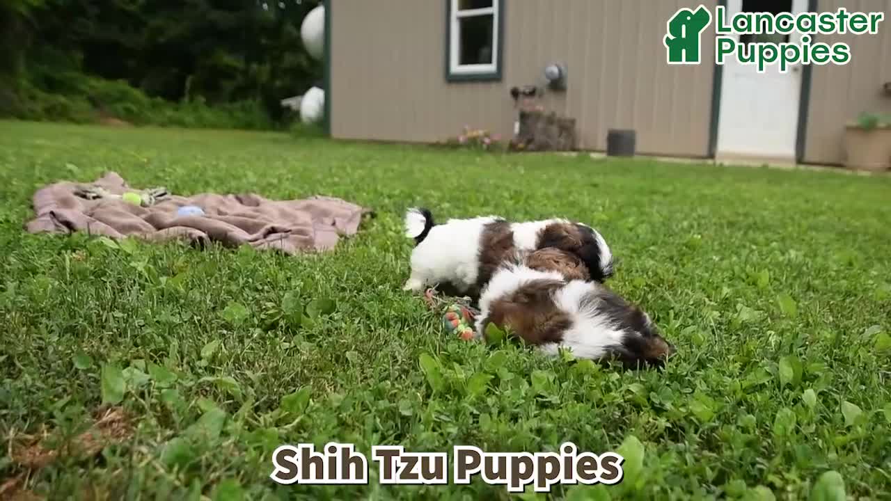 Shih Tzu dogs for sale: Conrad - Video 1