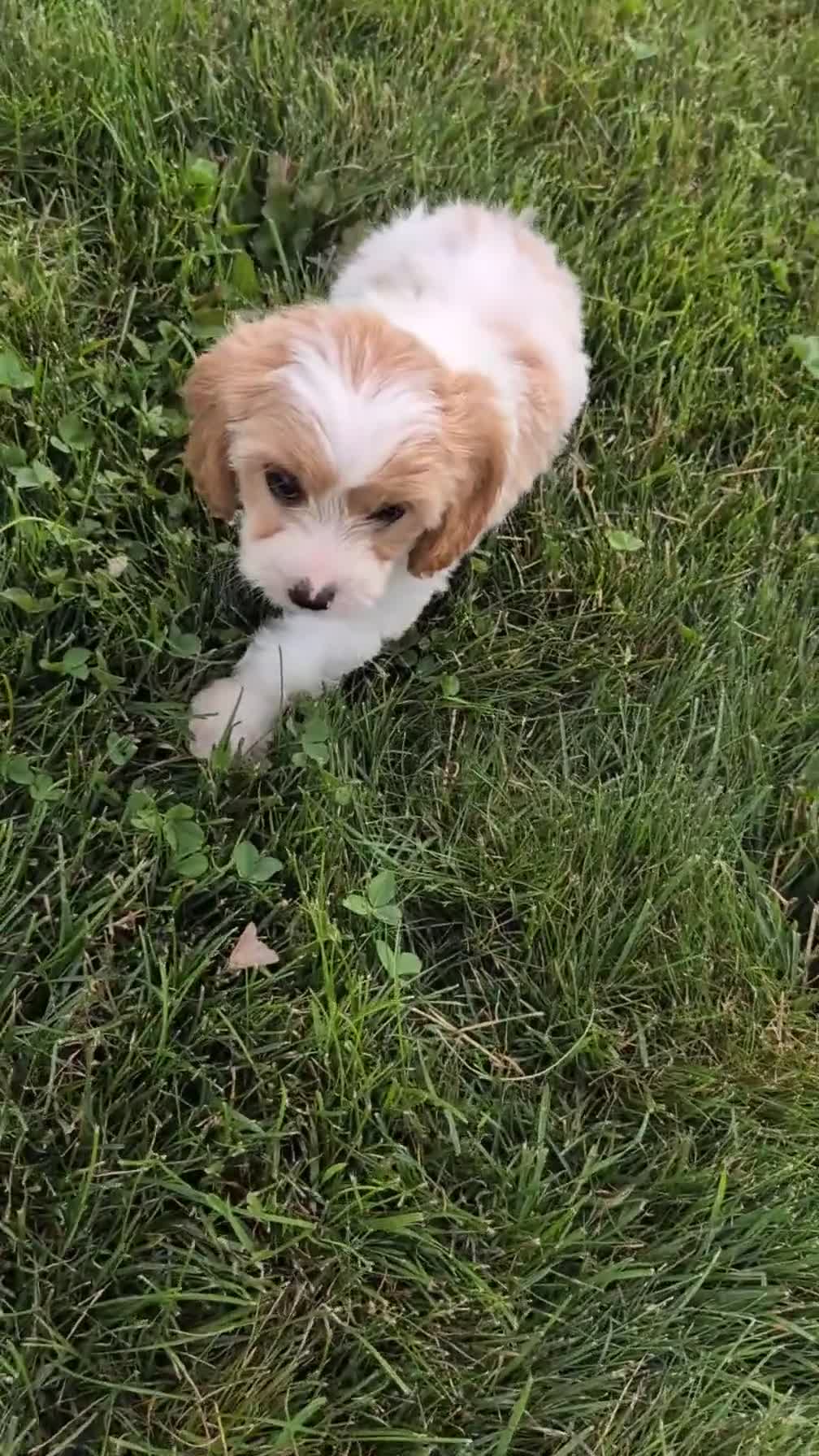 Cavapoo dogs for sale: Nash - Video 1