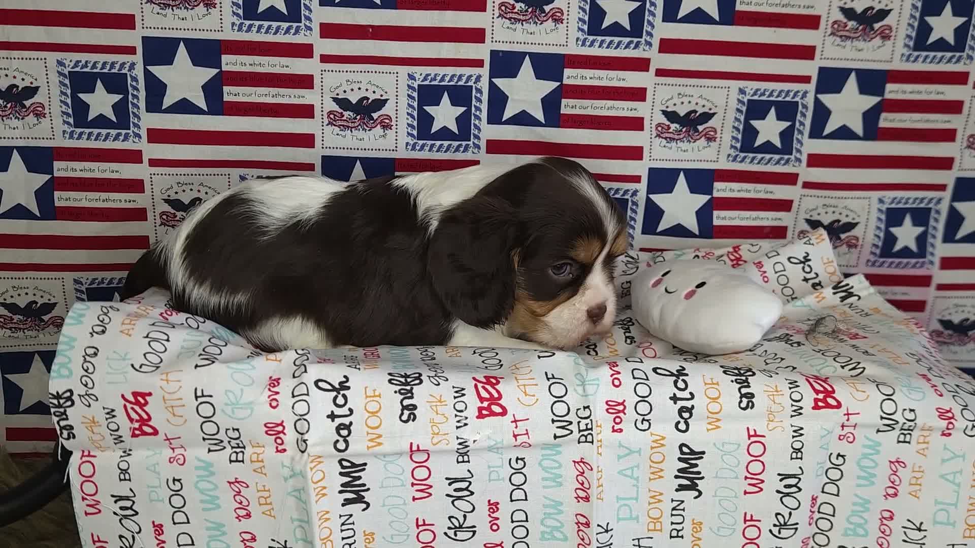 Cavalier King Charles Spaniel dogs for sale: Chocolate chip  - Video 1