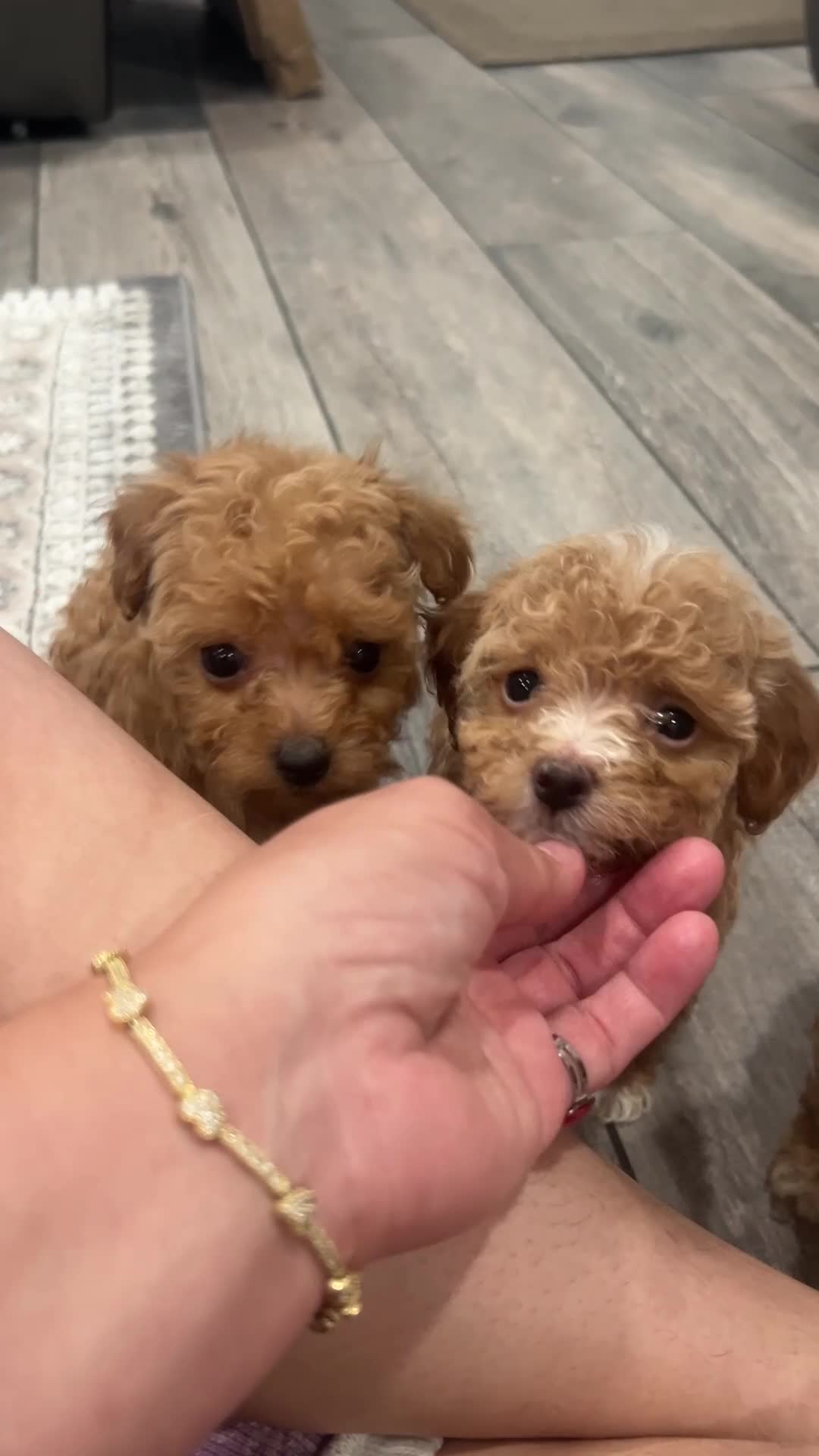 Toy Poodle dogs for sale: Toy Poodle Puppy 3 - Video 1
