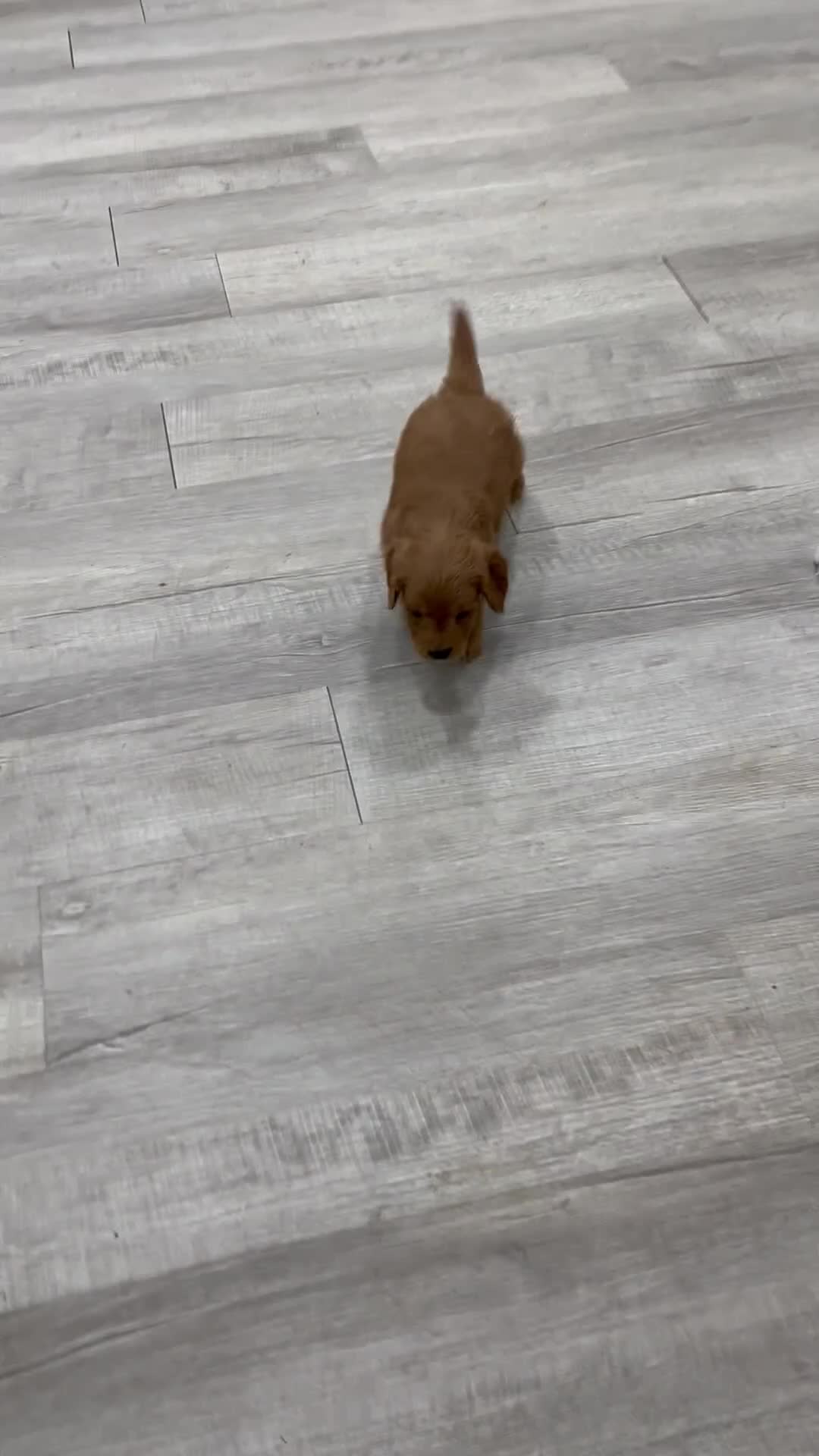 Mini Goldendoodle dogs for sale: Chief - Video 1