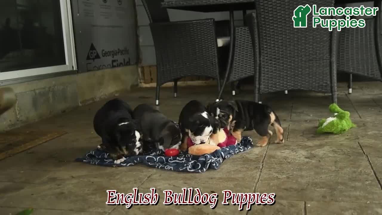 English Bulldog dogs for sale: Valen  - Video 1