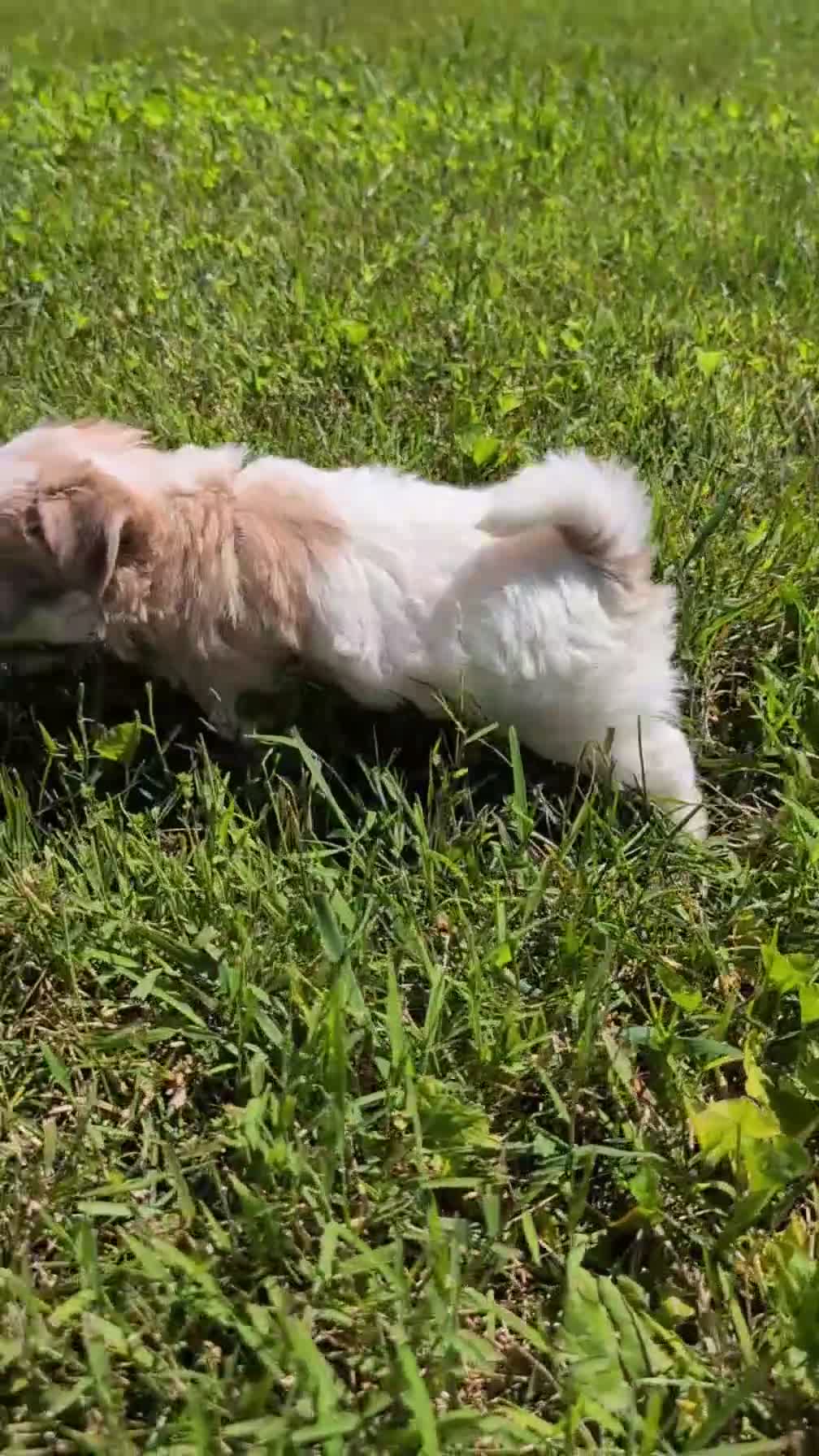 Havanese dogs for sale: Talia - Video 1