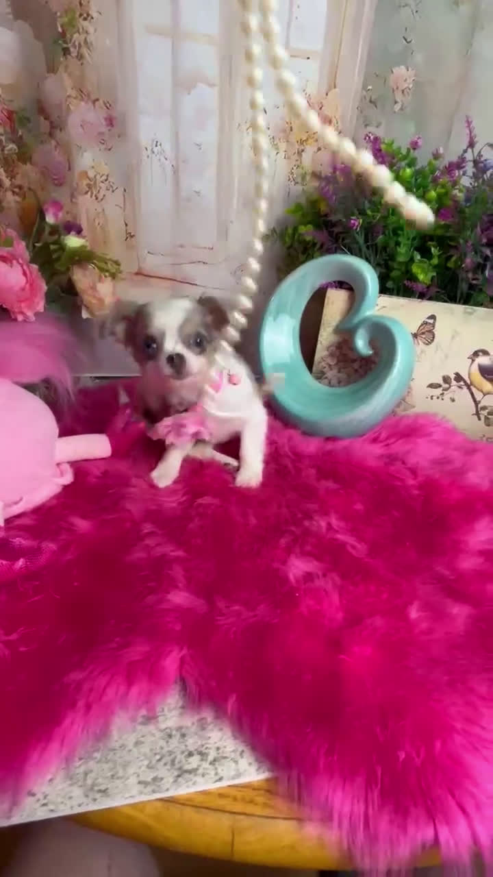 Chihuahua dogs for sale: Bluebell in California  - Video 1