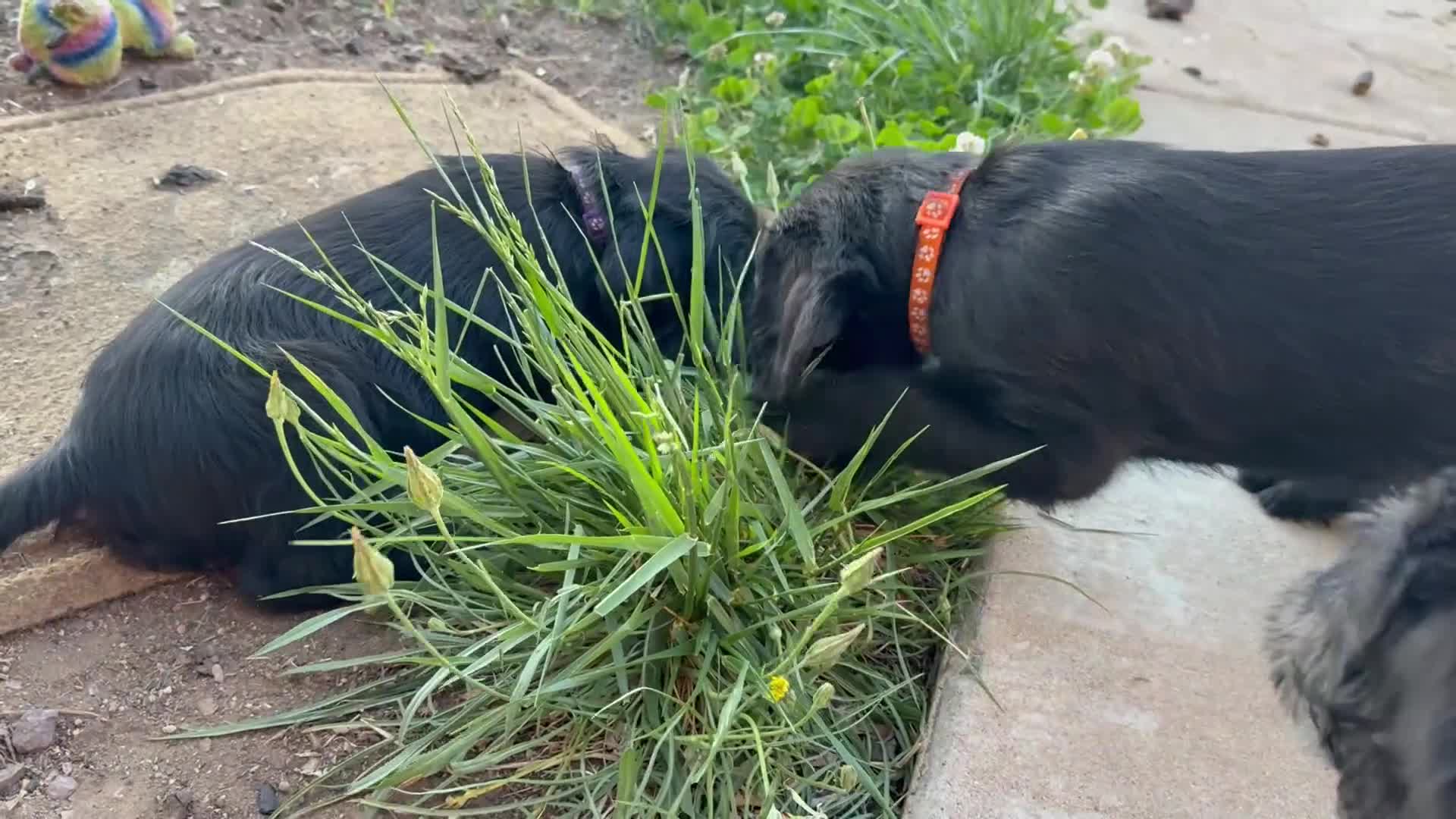 Labradoodle dogs for sale: Labradoodle Orange - Video 1