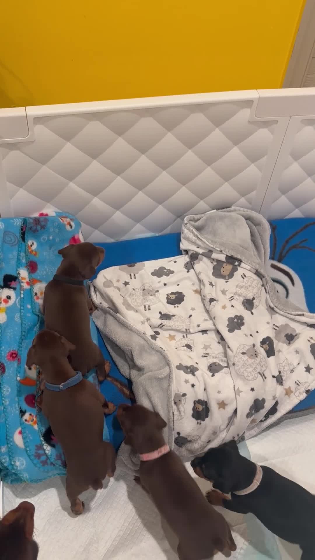 Miniature Pinscher dogs for sale: Miniature Pinscher Puppy 1 - Video 1