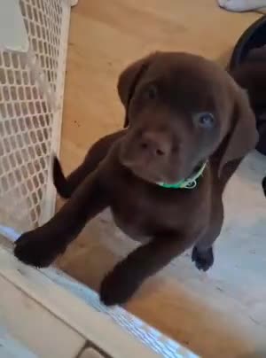 Labrador Retriever dogs for sale: Light Blue Collar - Video 2