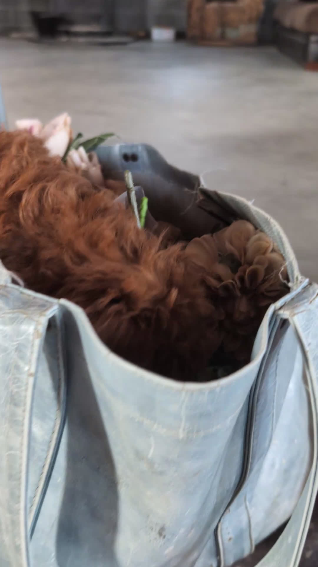 Toy Poodle dogs for sale: Cruz - Video 1