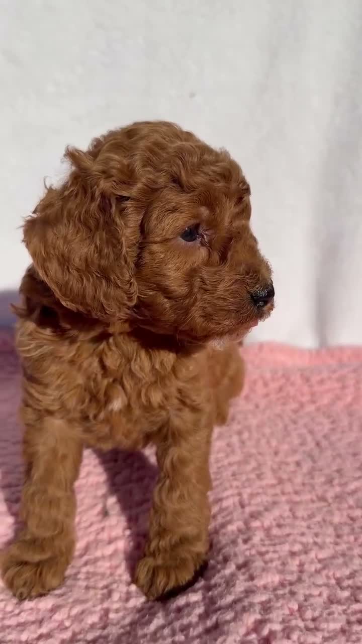 Cavapoo dogs for sale: Daisy - Video 1