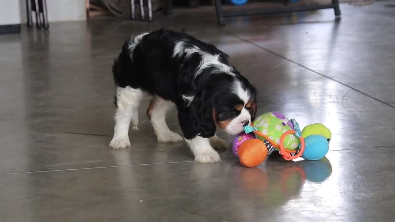 Cavalier King Charles Spaniel dogs for sale: Enzo - Video 2