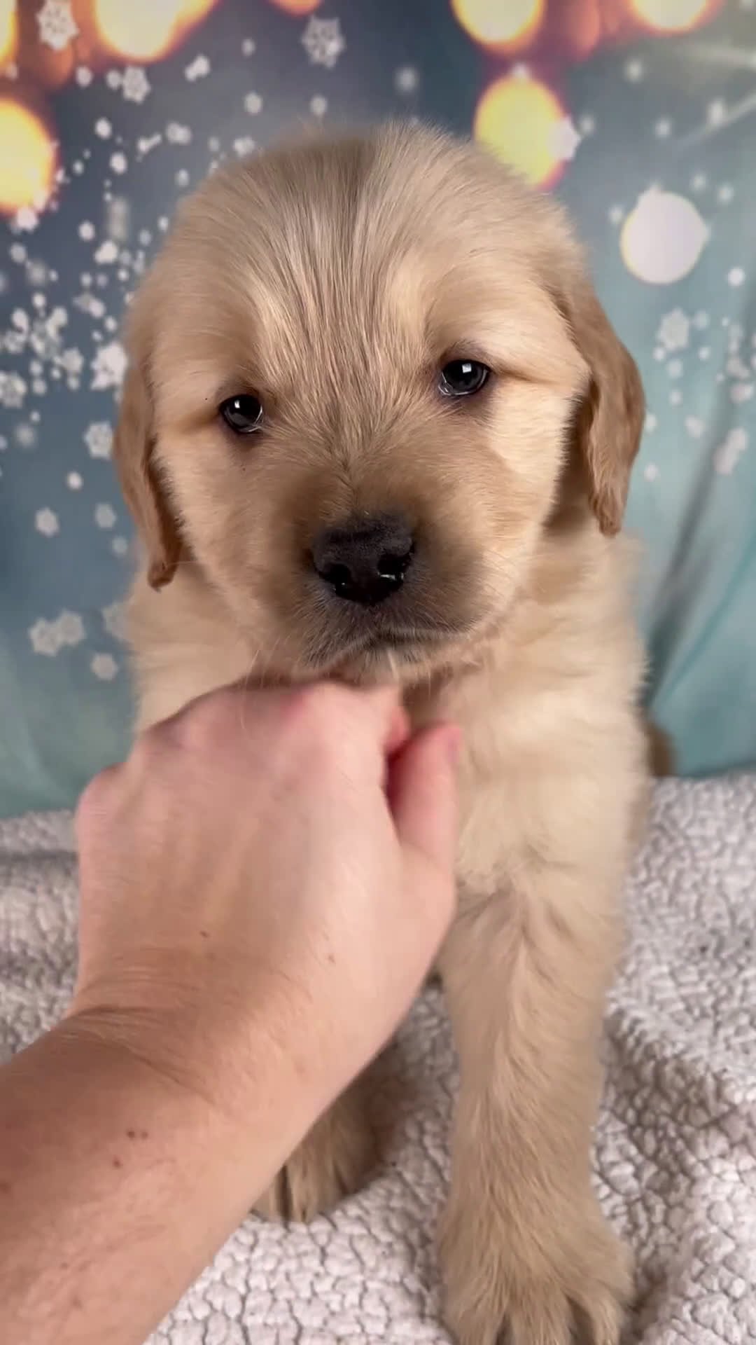 Golden Retriever dogs for sale: Ezra - Video 1