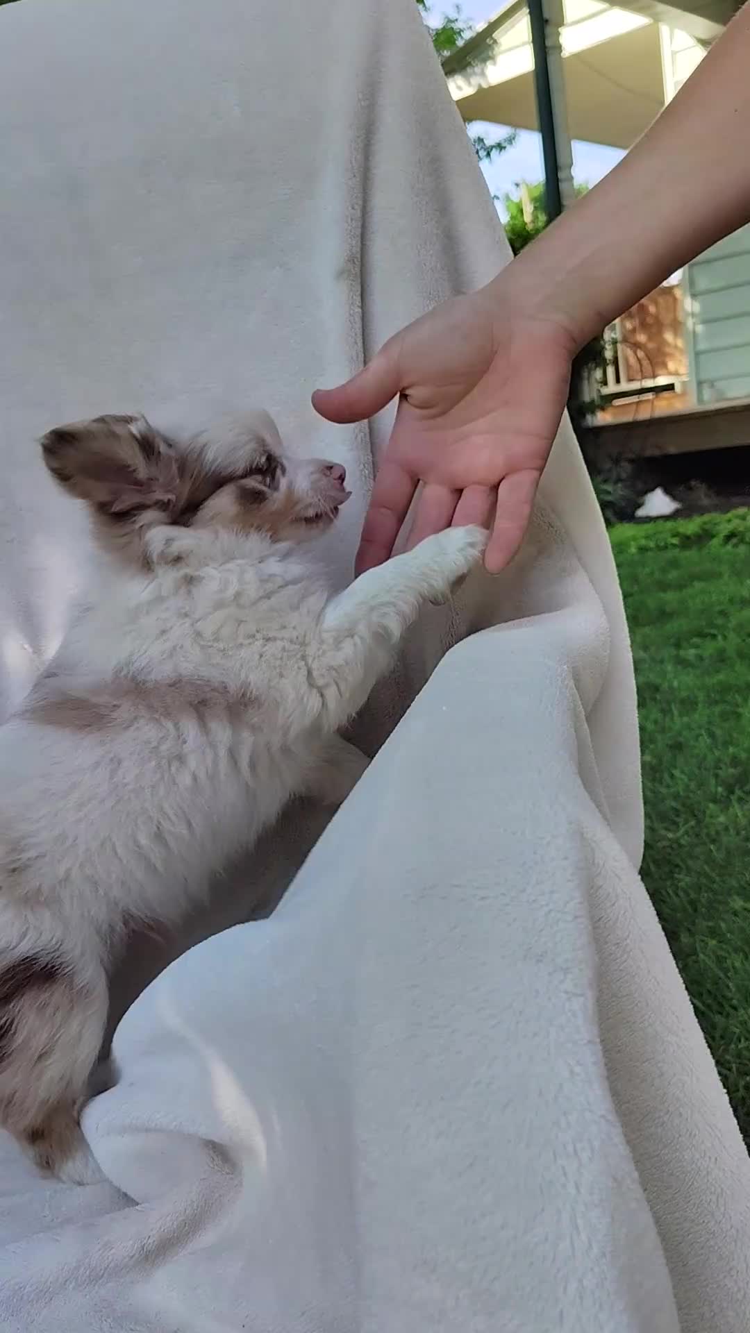 Pomchi dogs for sale: Payday - Video 1