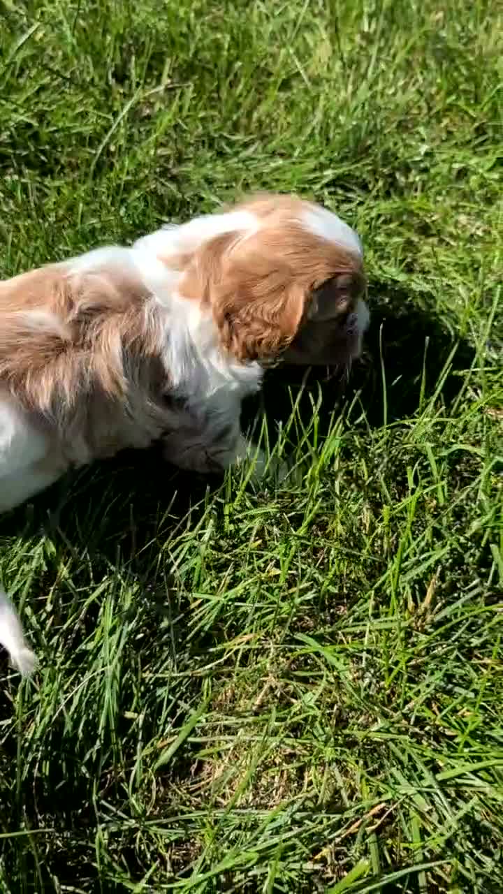 Cavapoo dogs for sale: Olive - Video 1