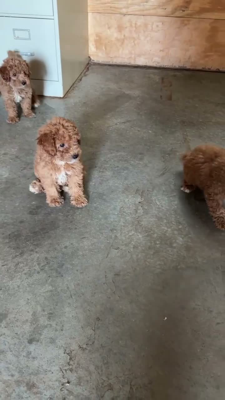 Toy Poodle dogs for sale: Toy Poodle 1 - Video 1