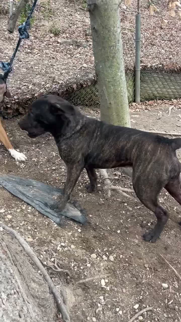South African Boerboels dogs for sale: Chunk Rock - Video 3