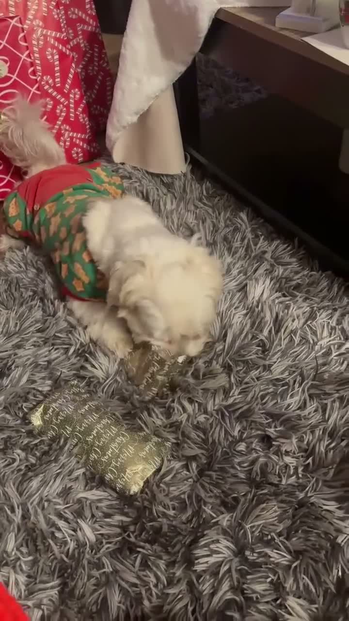 Maltipoo dogs for sale: Maltipoo 1 - Video 1