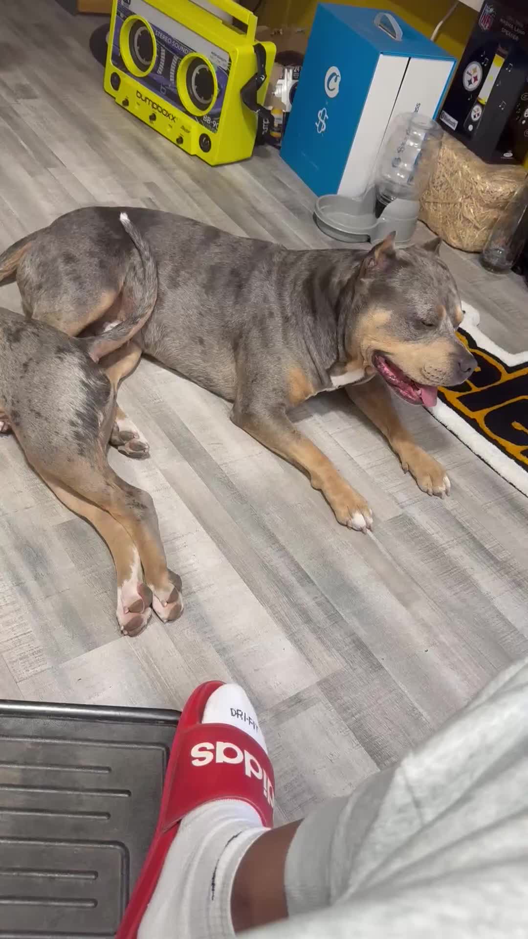 Mixed Breed dogs for sale: flash - Video 3