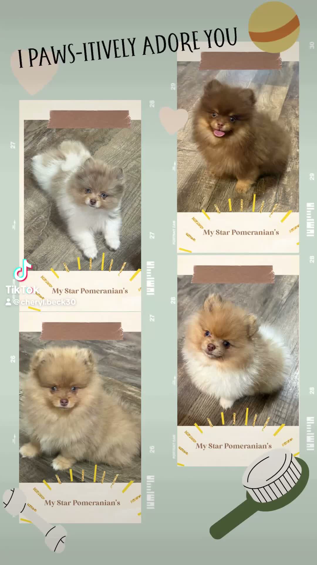 Pomeranian dogs for sale: #1 Zip - Video 1