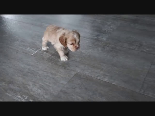 Cocker Spaniel dogs for sale: Karter - Video 1