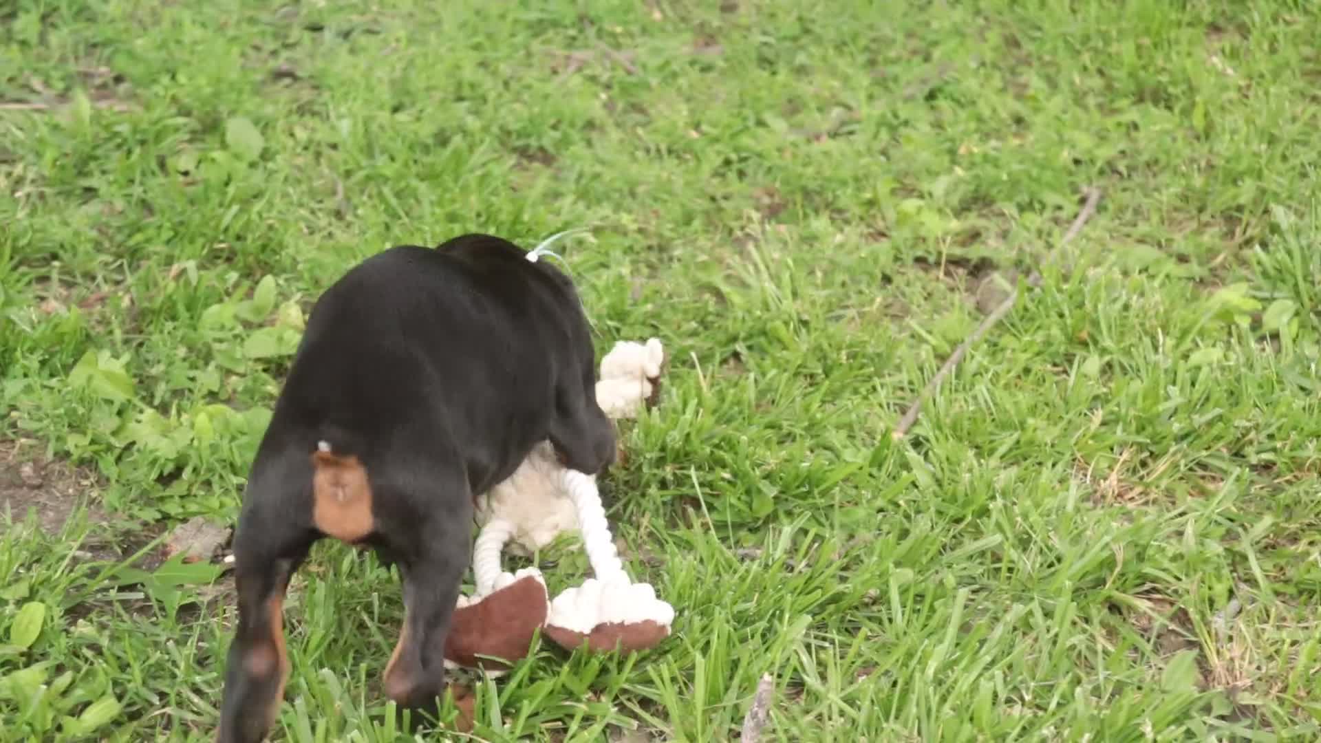 Doberman Pinscher dogs for sale: Cedric - Video 1