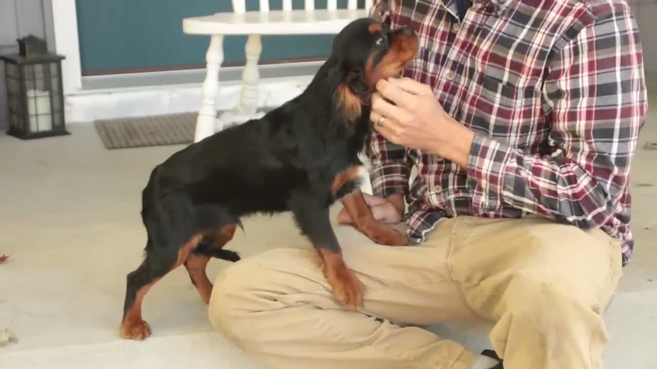 Cavalier King Charles Spaniel dogs for sale: Loki Cavalier King Charles Spaniel - Video 1