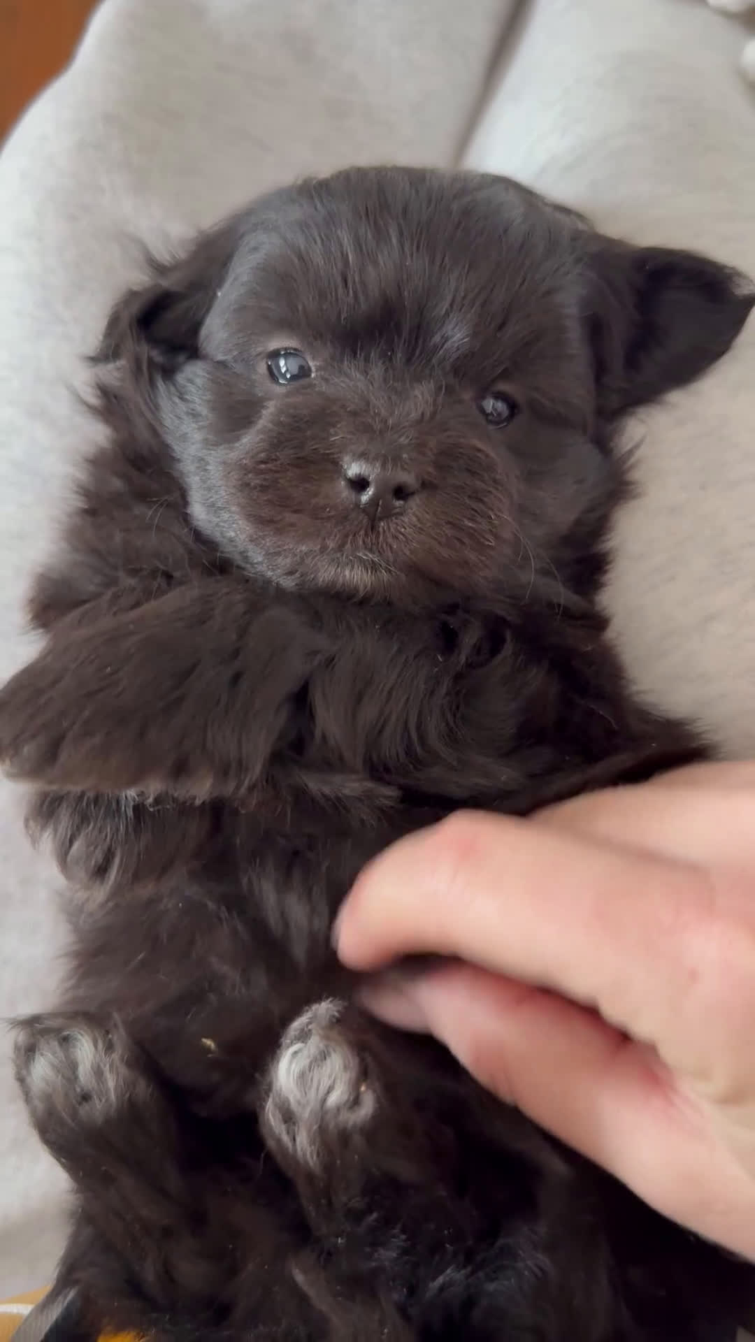 Mini Aussiedoodle dogs for sale: Jade - Video 8