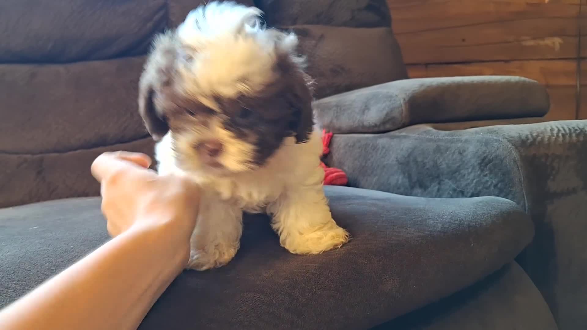 Teddy Bear dogs for sale: Rusty - Video 1