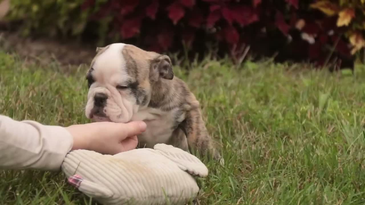 English Bulldog dogs for sale: Queen English Bulldog  - Video 1