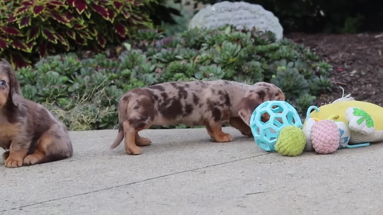 Miniature Dachshund dogs for sale: Rosie - Video 3