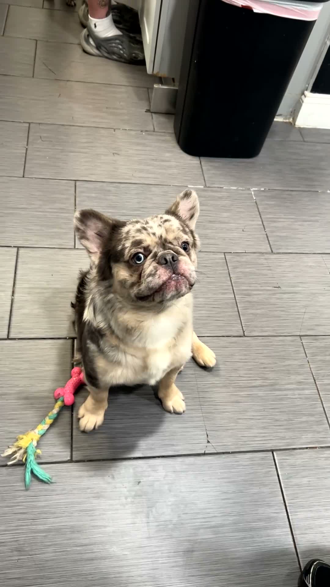 French Bulldog dogs for sale: French Bulldog 1 - Video 1