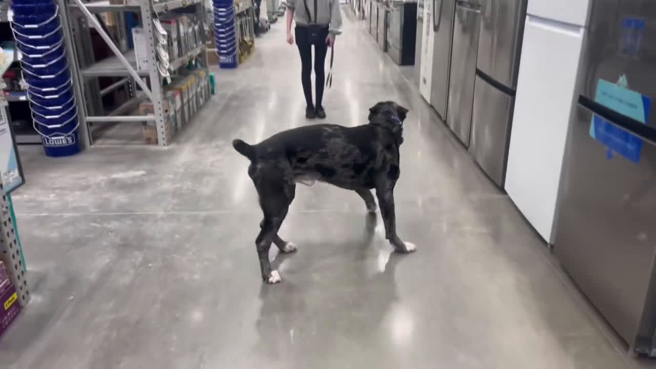 Cane Corso dogs for stud: Alastor  - Video 1