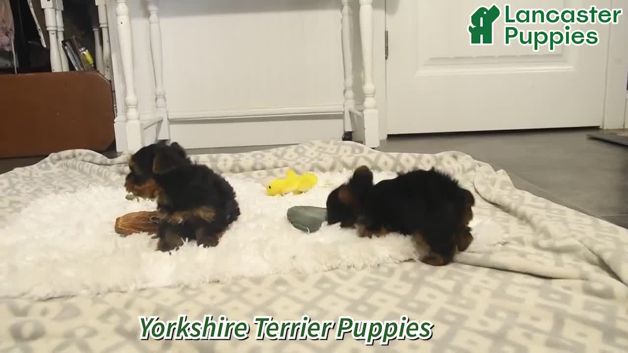 Yorkshire Terrier dogs for sale: Luke  - Video 1