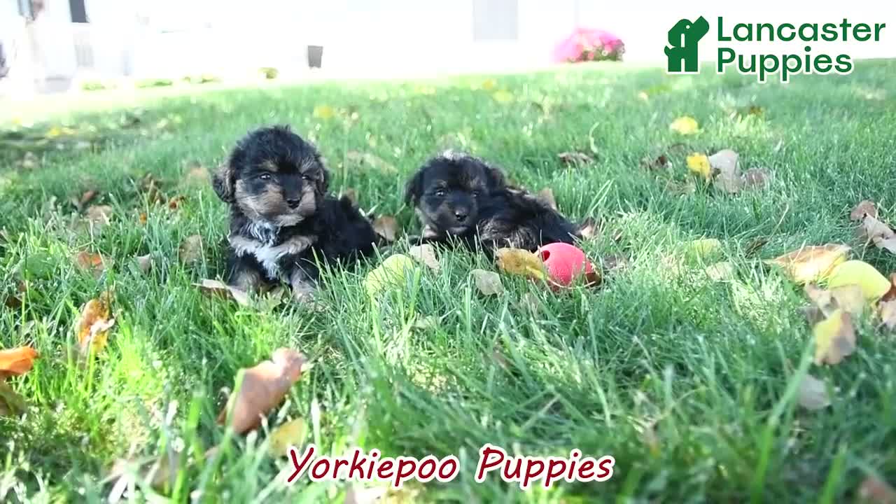 Yorkiepoo dogs for sale: Theo - Video 1