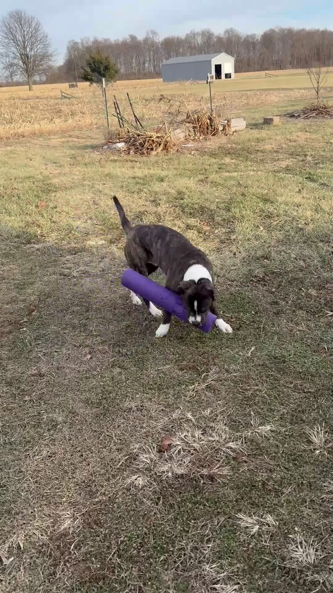 Mixed Breed dogs for sale: Johnna  - Video 1