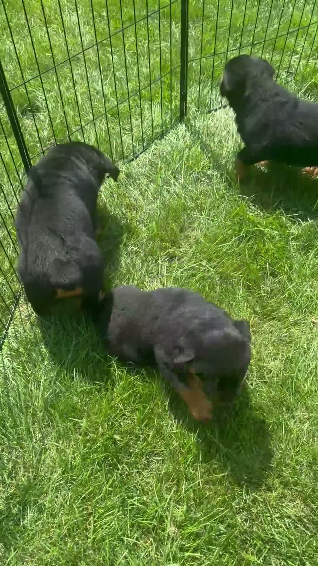 Rottweiler dogs for sale: Owen - Video 1