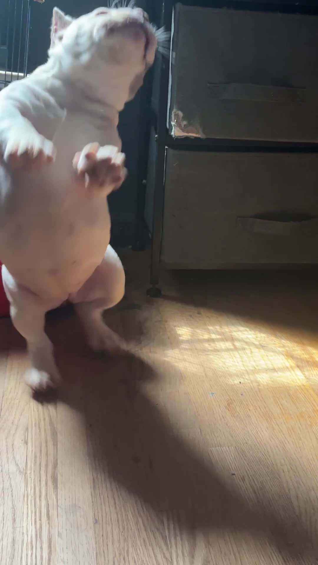 American Bully dogs for sale: Suki  - Video 1