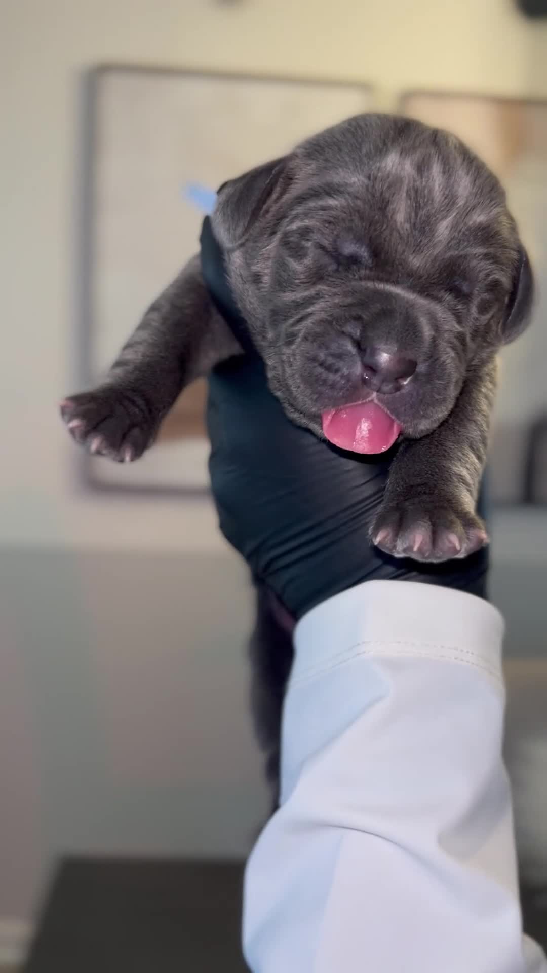 Cane Corso dogs for sale: Zayn - Video 2